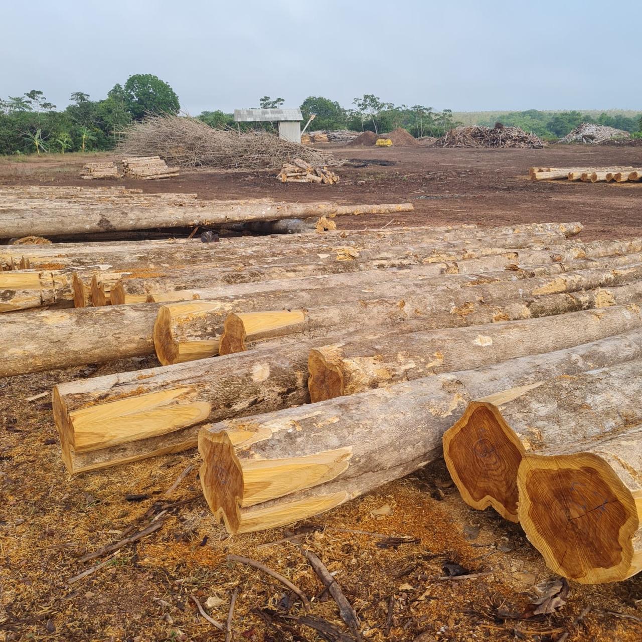 Timber logs prepared at a sourcing yard