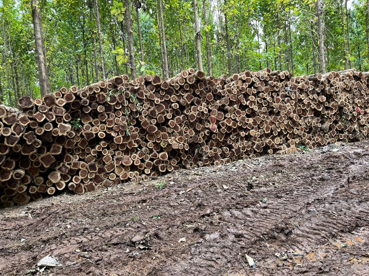 Stacked rough square timber in a forest yard