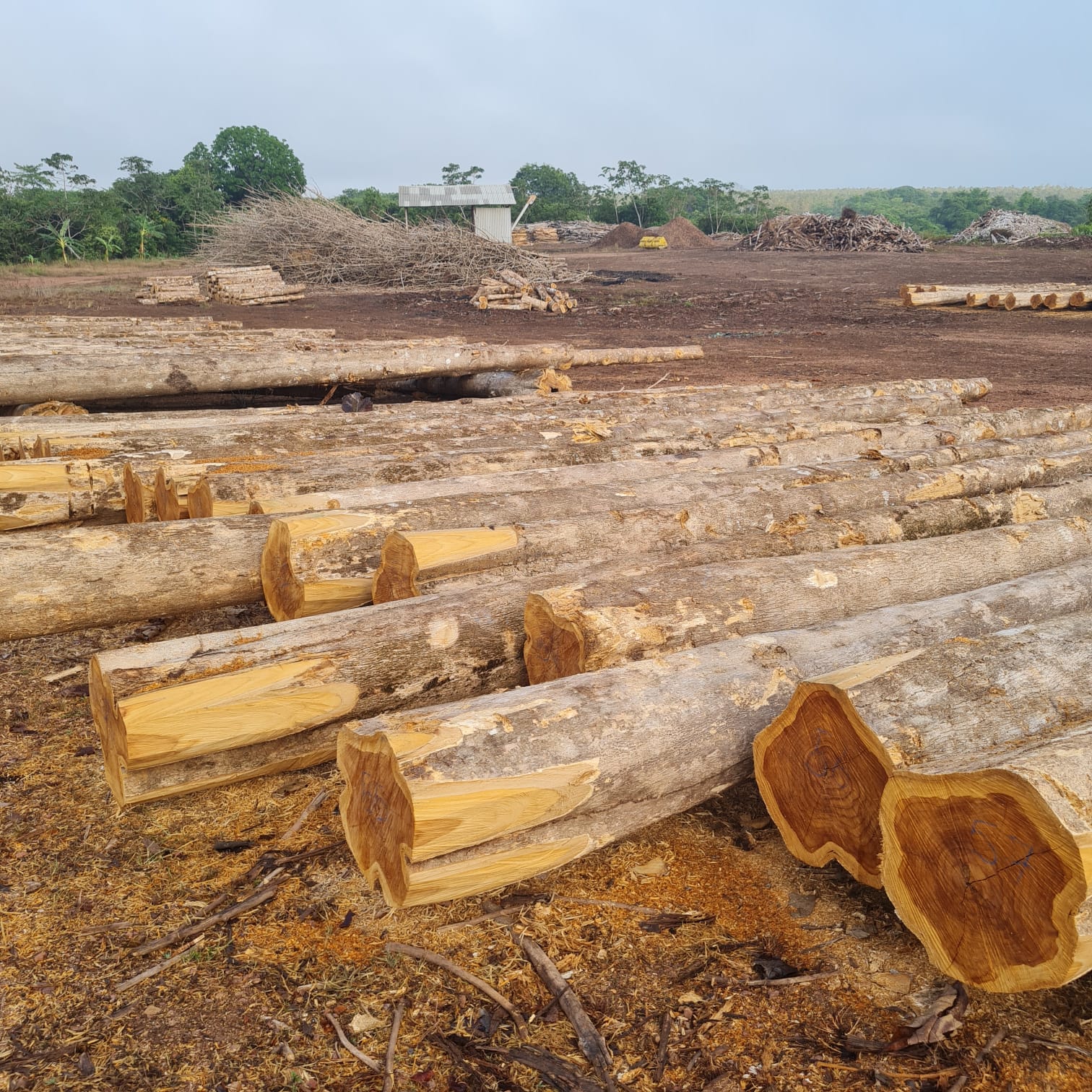 Round timber logs prepared for trade